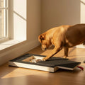 Planche à griffes PAWHAUS pour chien — Laissez votre chien limer ses propres griffes